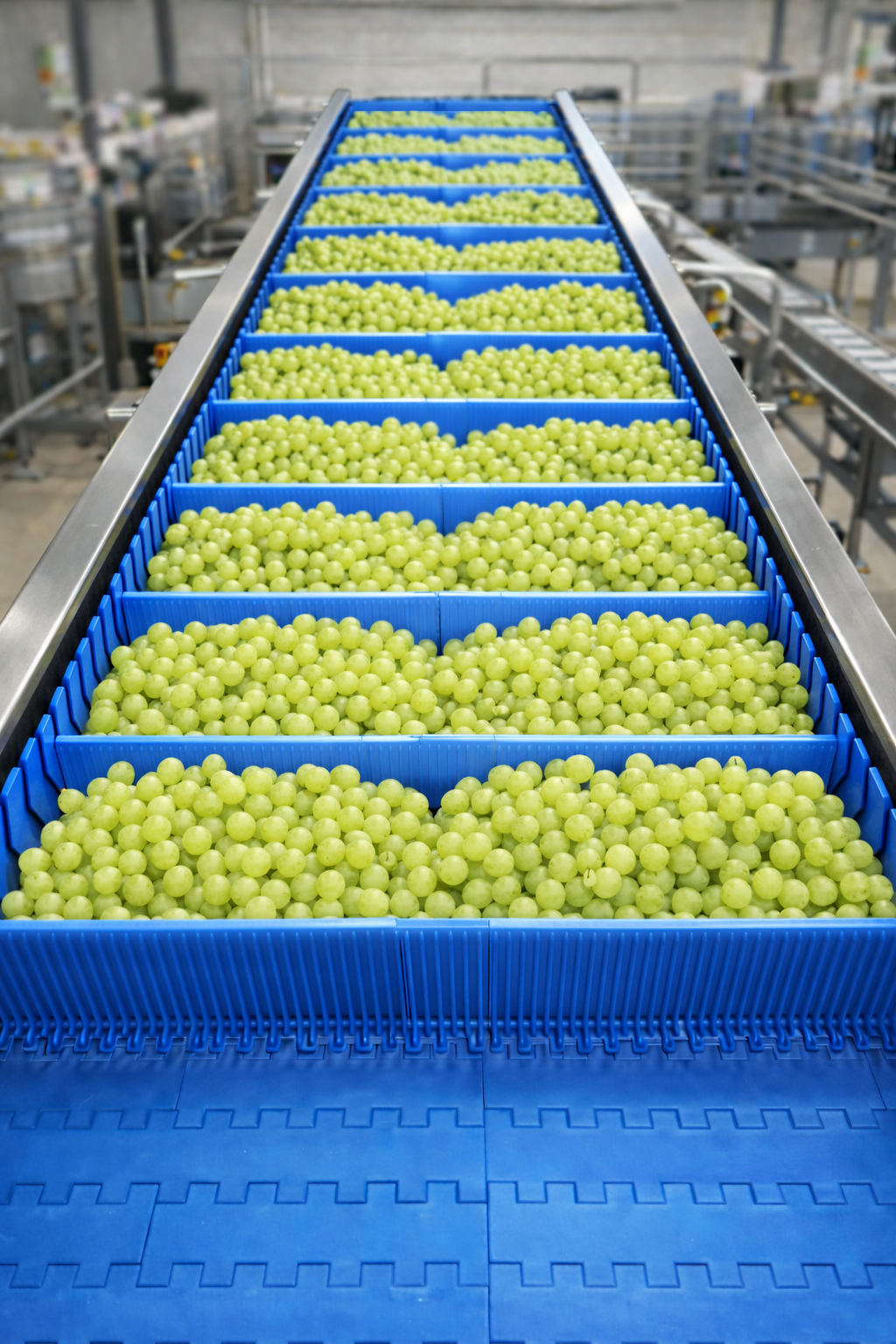 convoyeur industriel raisins